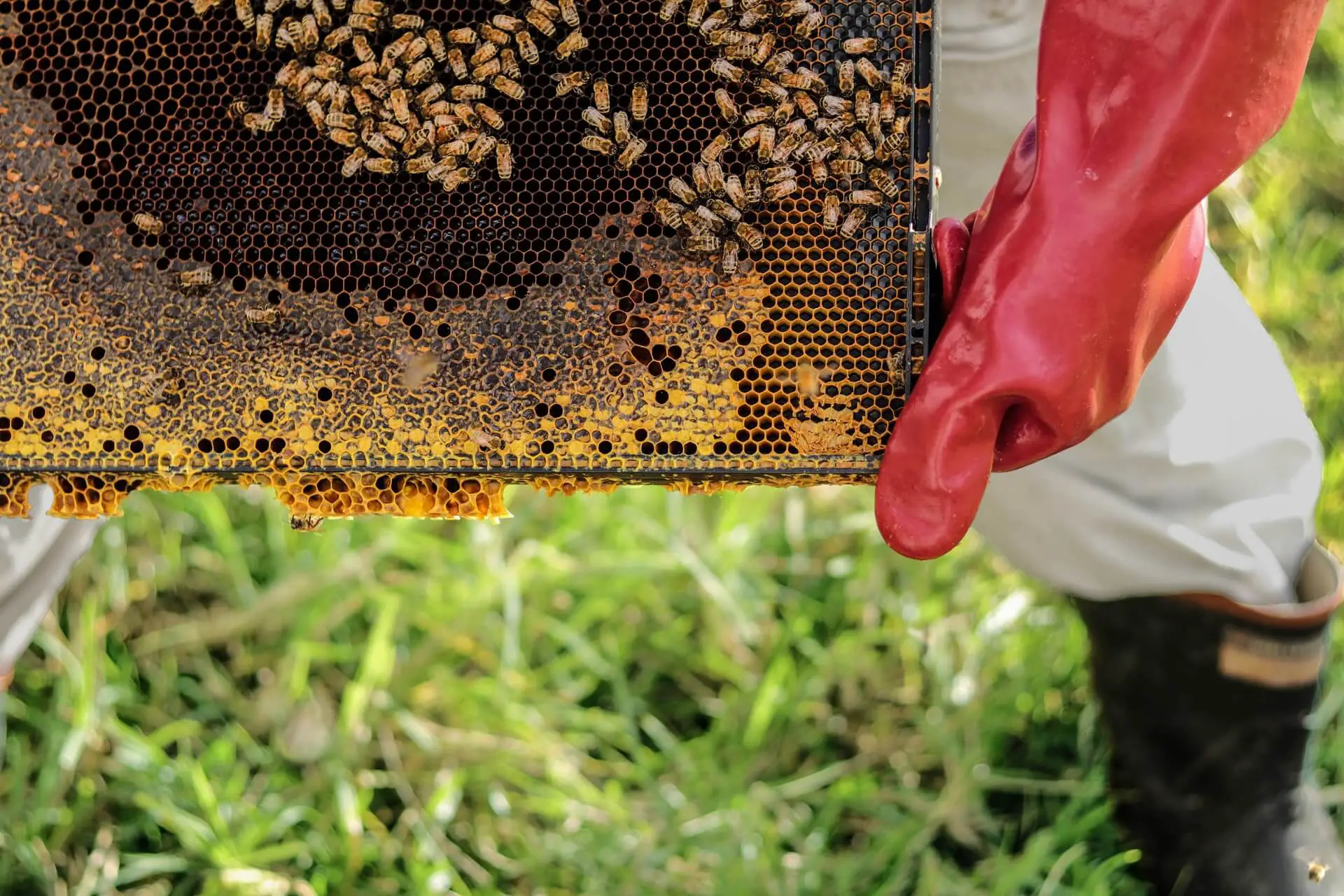 ¿Pueden Las Abejas Picar La Ropa? ¿pueden Las Abejas Picar La Ropa?
