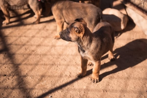 ¿con qué frecuencia el malinois belga entra en celo?