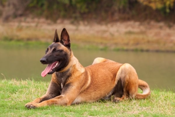 ¿Con qué frecuencia el Malinois belga entra en celo? Conozca datos importantes sobre el Malinois Estrus 3 ¿con qué frecuencia el malinois belga entra en celo?