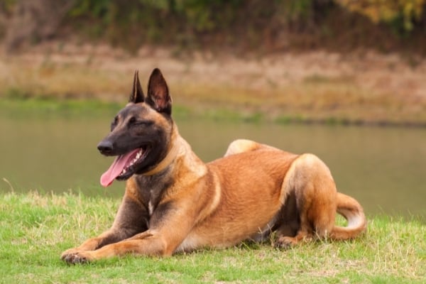 ¿con qué frecuencia el malinois belga entra en celo?