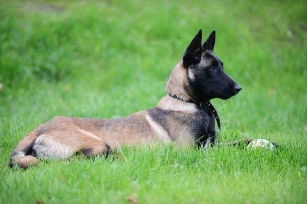 Raza belga malinois