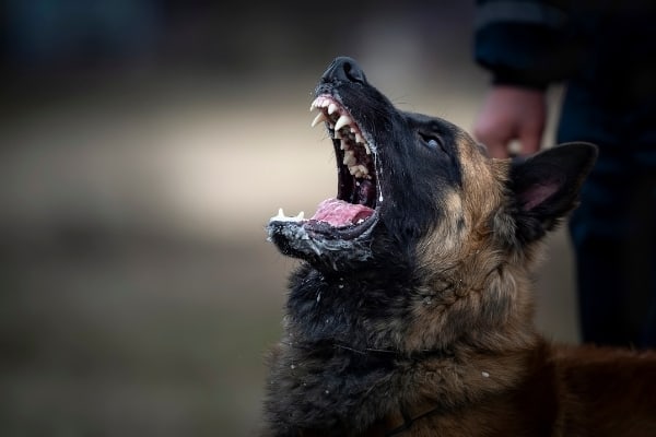 ¿Ladra mucho el pastor belga Malinois? Cómo frenar el ladrido excesivo del pastor pastor belga 2 Do-belga-malinois-ladra-mucho