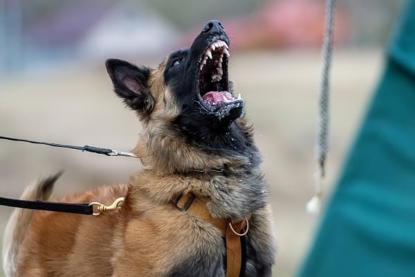 ¿Ladra mucho el Malinois belga? Cómo frenar el ladrido excesivo del Malinois 3 Do-belga-malinois-ladra-mucho
