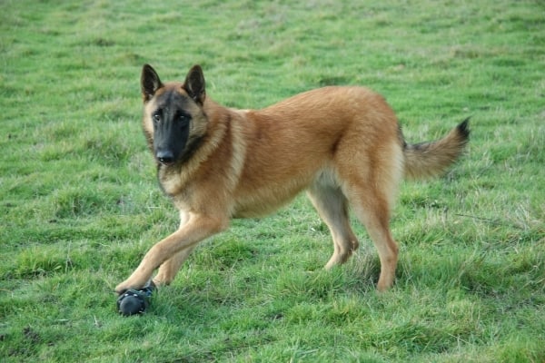 Do-belga-malinois-ladra-mucho