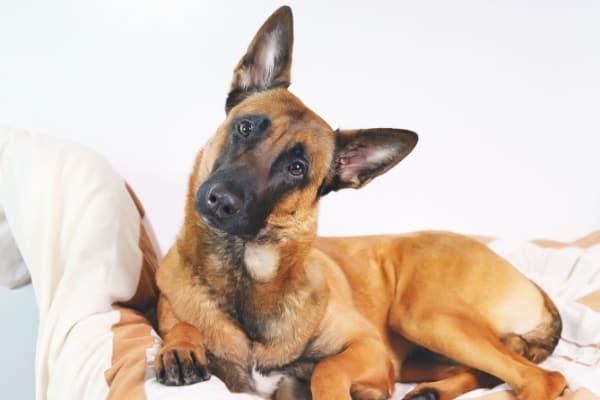 son-belga-malinois-mimoso