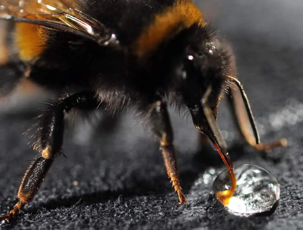 ¿Las Abejas Se Sienten Atraídas Por La Orina? ¿las Abejas Se Sienten Atraídas Por La Orina?