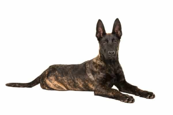 ¿Los pastores holandeses tienen patas palmeadas? Todo sobre los pies especiales del perro pastor holandés 4 Cuidando-los-pies-de-los-pastores-holandeses