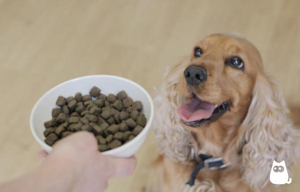 Síntomas y tratamiento de la indigestión en perros - Remedios caseros para la indigestión en perros