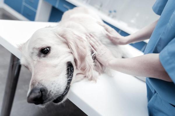 Síntomas y tratamiento de la indigestión en perros: cómo tratar la indigestión en perros