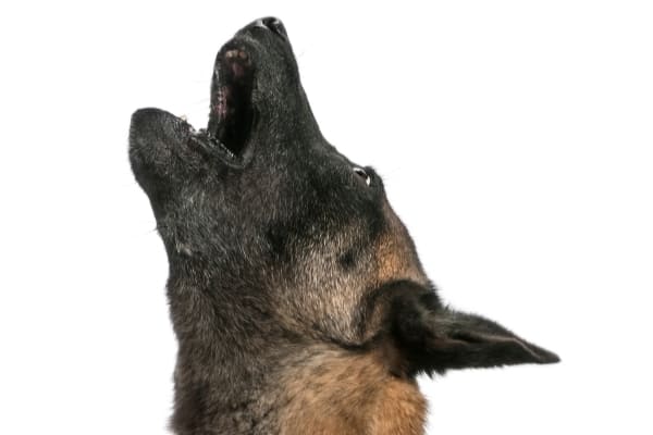 Do Dutch Shepherds Howl: Learn All About Dutch Shepherds and Noise 2