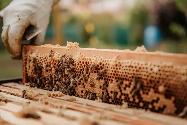 ¿Cómo Hacen Las Abejas El Panal? ¿cómo Hacen Las Abejas El Panal?
