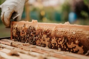 ¿cómo Hacen Las Abejas El Panal?