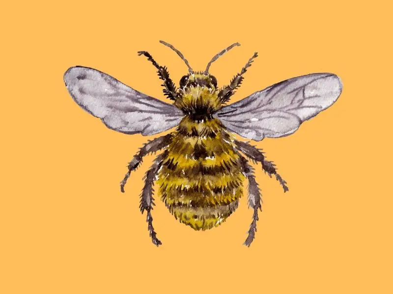 ¿Qué Frutas Polinizan Las Abejas? ¿qué Frutas Polinizan Las Abejas?