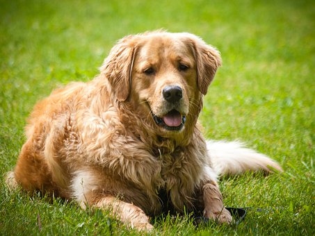 perro golden retriever en la hierba