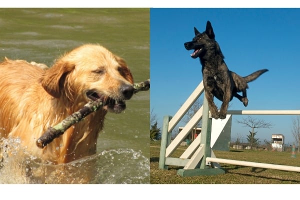 Pastor-holandés-Golden-Retriever-entrenamiento