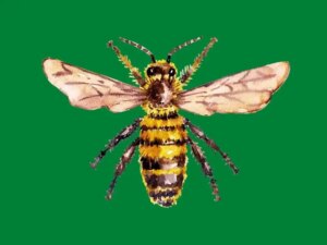 Las Abejas Y Su Hábitat