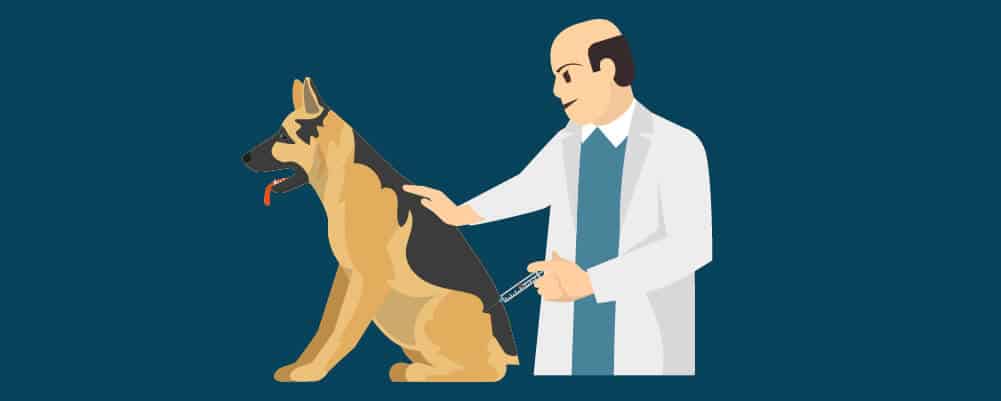 Veterinario vacunando a la perra preñada
