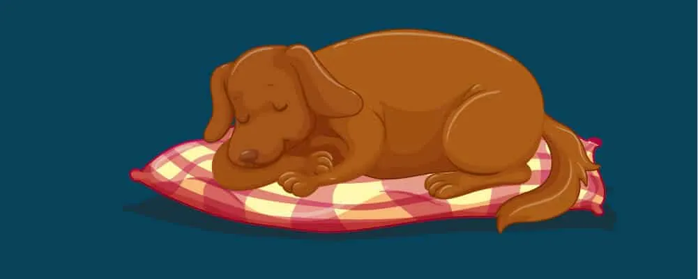 Crea un espacio cómodo para tu perro