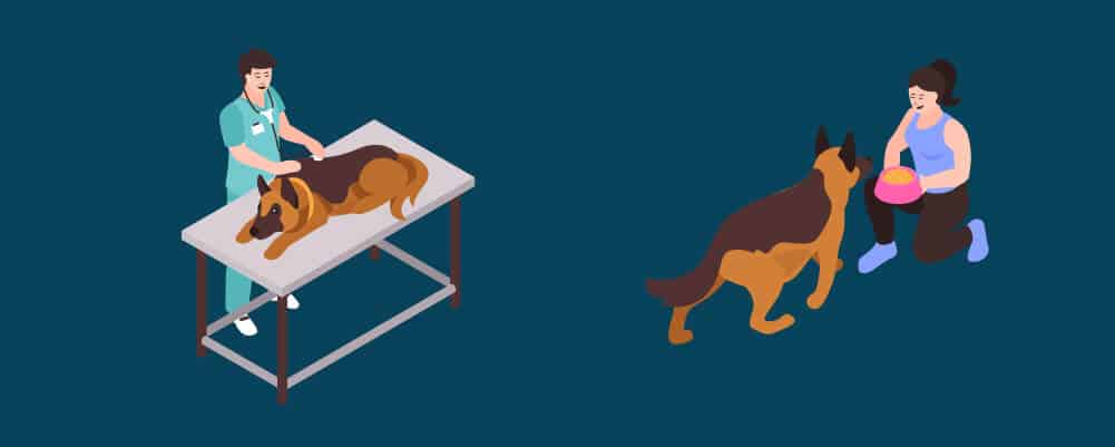 Mujer lleva a su perra preñada al veterinario y la alimenta adecuadamente