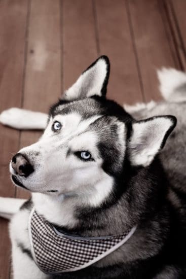 husky-siberiano-tendido-en-el-suelo