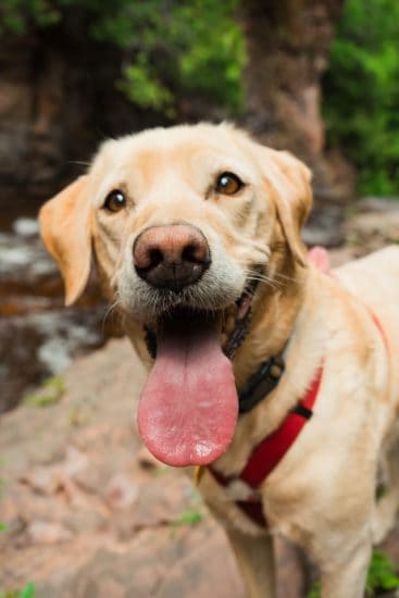 labrador-retriever-mirando-a-la-camara-en-el-bosque 