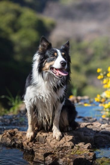 perro-border-collie