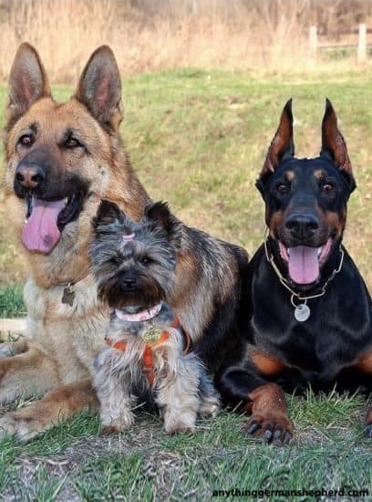 Mejor perro de compañía para el pastor alemán