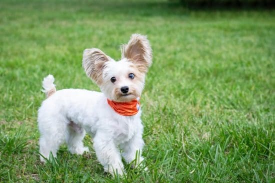 perro-pequeño-del-tamaño-de-un-juguete-sobre-el-cesped