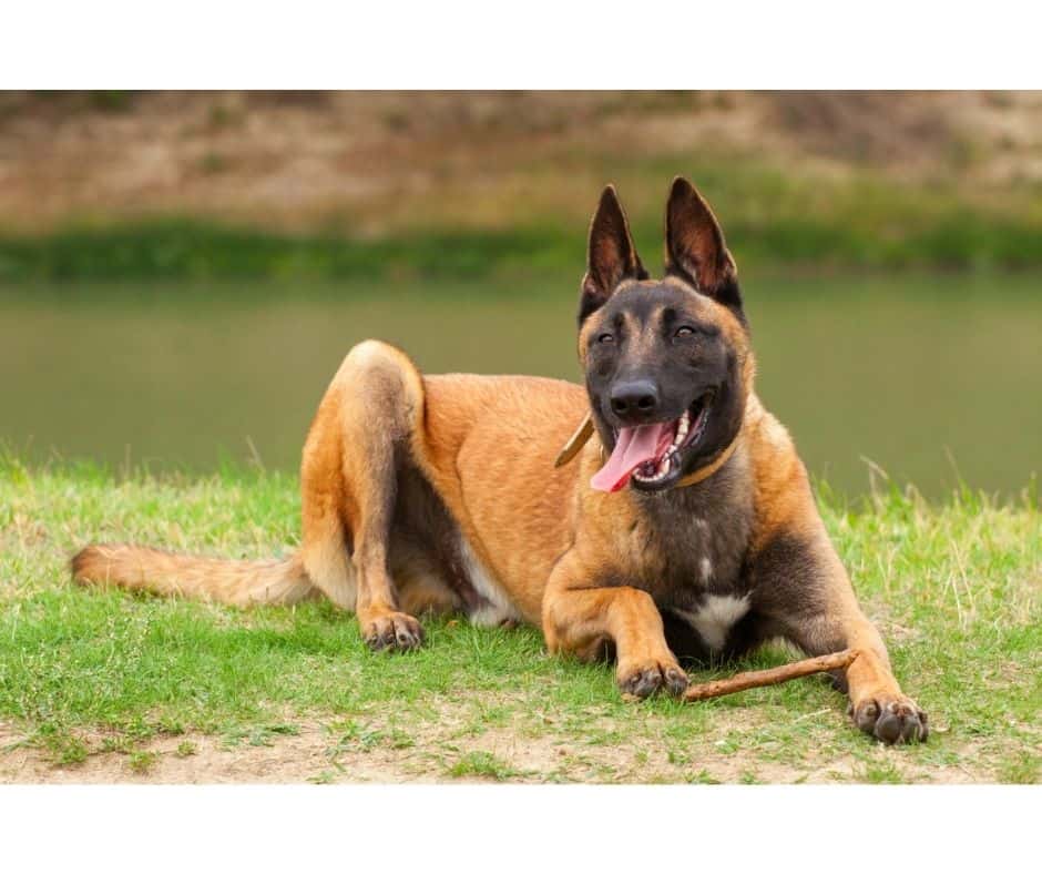 Malinois belga