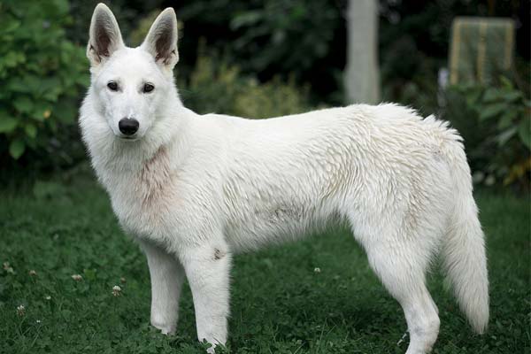 Perro Berger-Blanc-Suisse