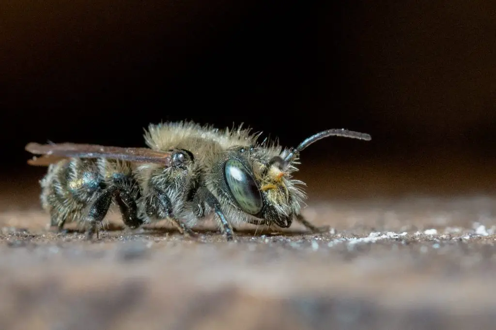 foto de abeja albañil de cerca
