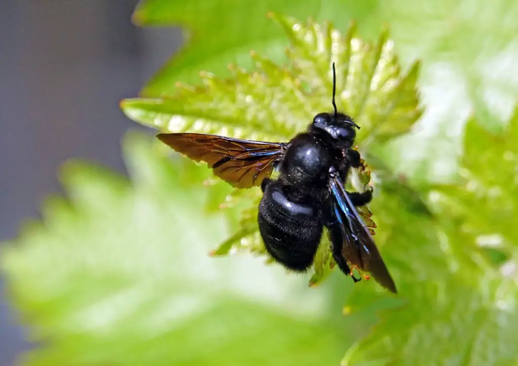 abeja solitaria recogiendo néctar de una planta