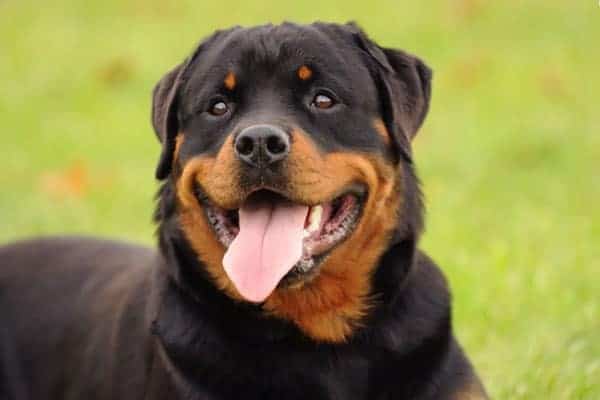 perro-rottweiler