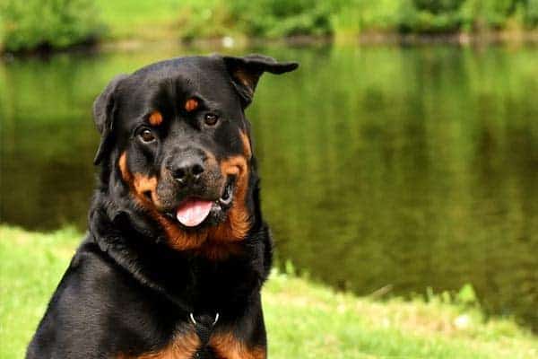 perro-rottweiler