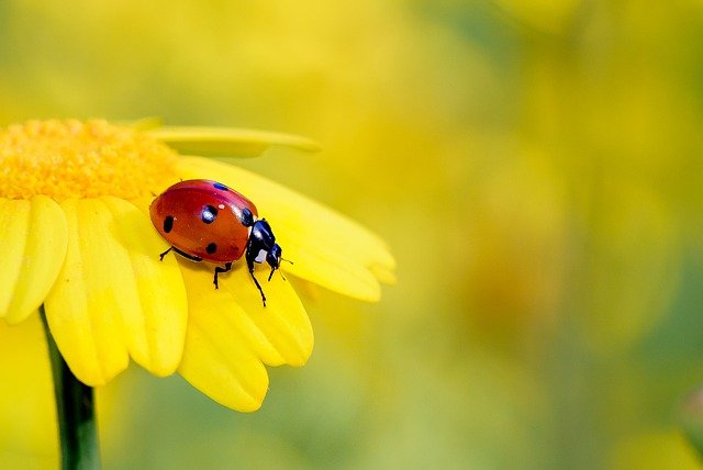 Escarabajo mariquita arrastrándose sobre una flor amarilla