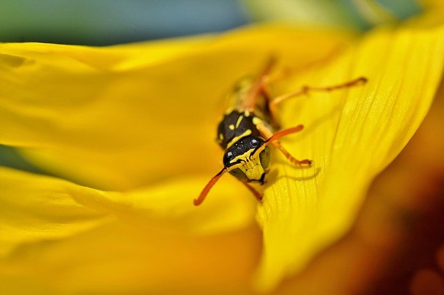avispa polinizadora