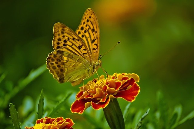 mariposa polinizando una planta