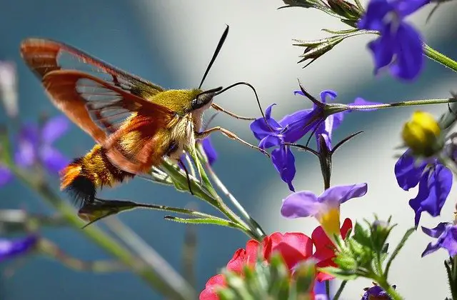 Polilla esfinge colibrí recogiendo néctar de algunas flores