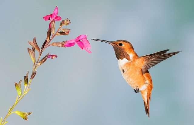 colibrí recogiendo néctar de una flor