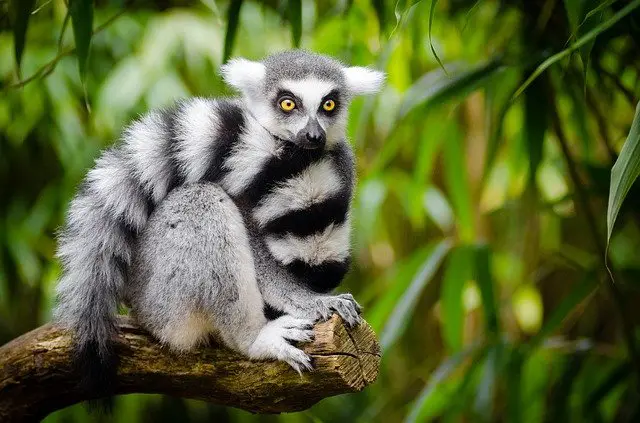 Lemur sentado en un árbol en la selva.