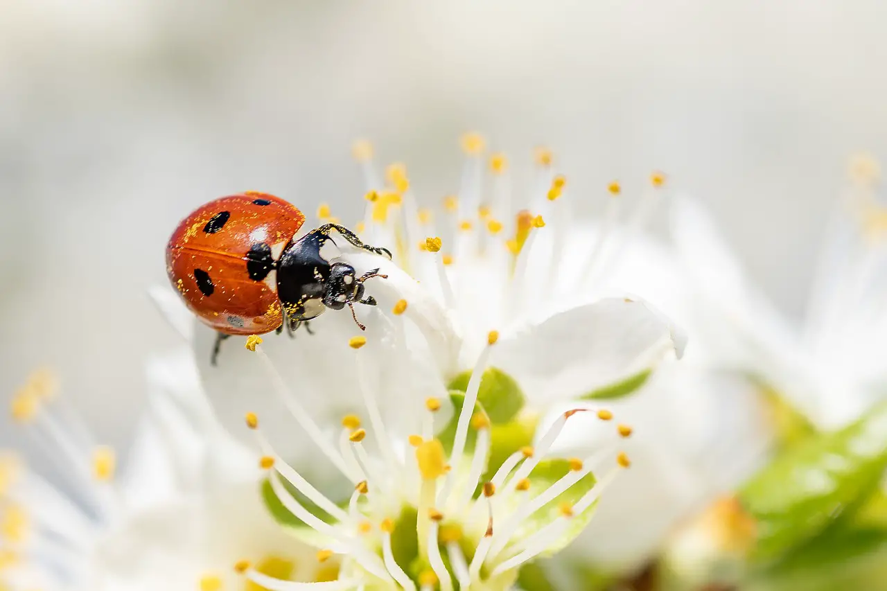 ¿Qué Insectos Son Polinizadores? ¿qué Insectos Son Polinizadores?