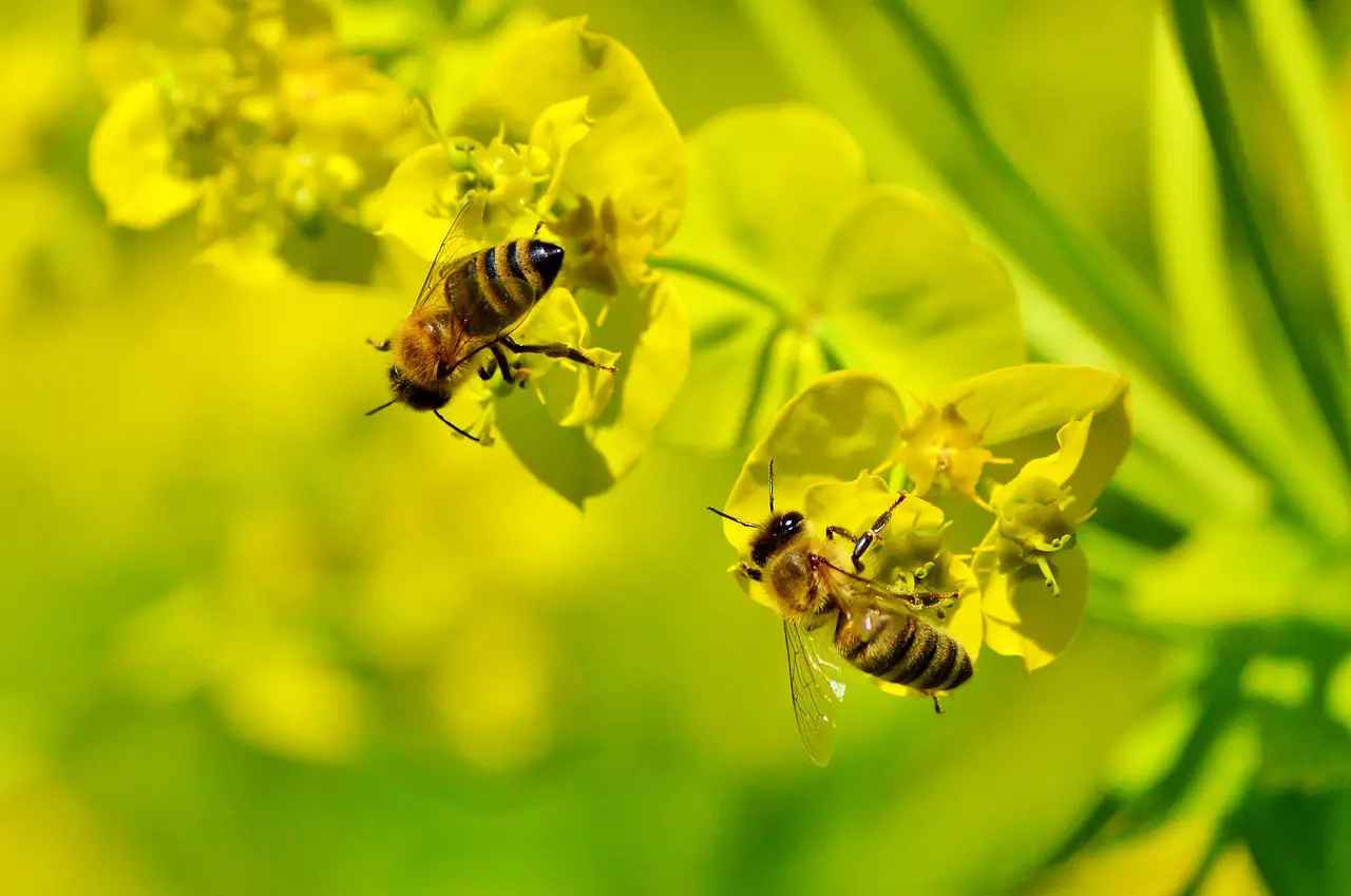 ¿Qué Parte De Nuestro Suministro De Alimentos Polinizan Las Abejas? ¿qué Parte De Nuestro Suministro De Alimentos Polinizan Las Abejas?