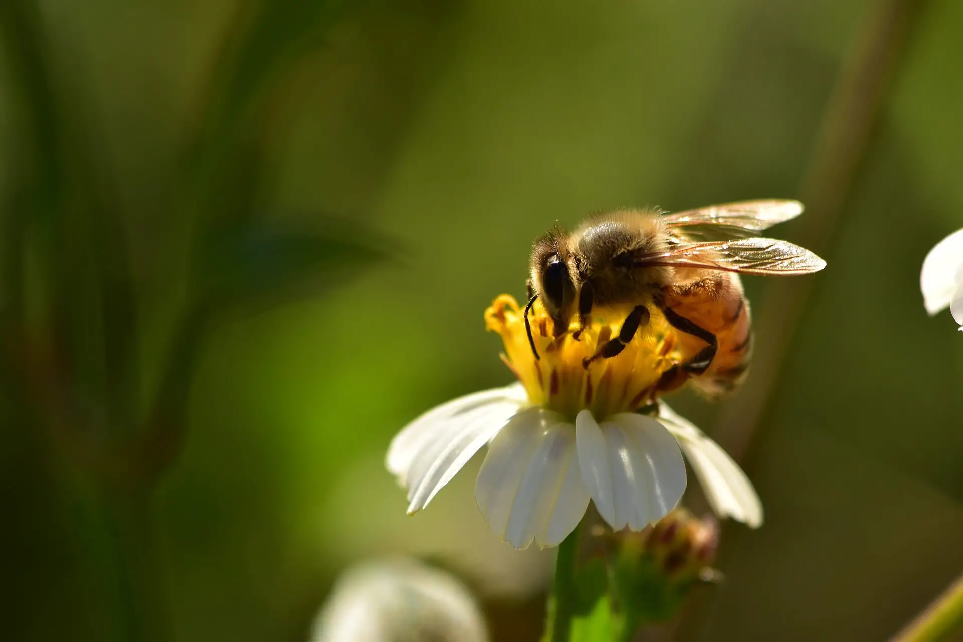 ¿cuánto Tiempo Viven Las Abejas? (explicación De La Esperanza De