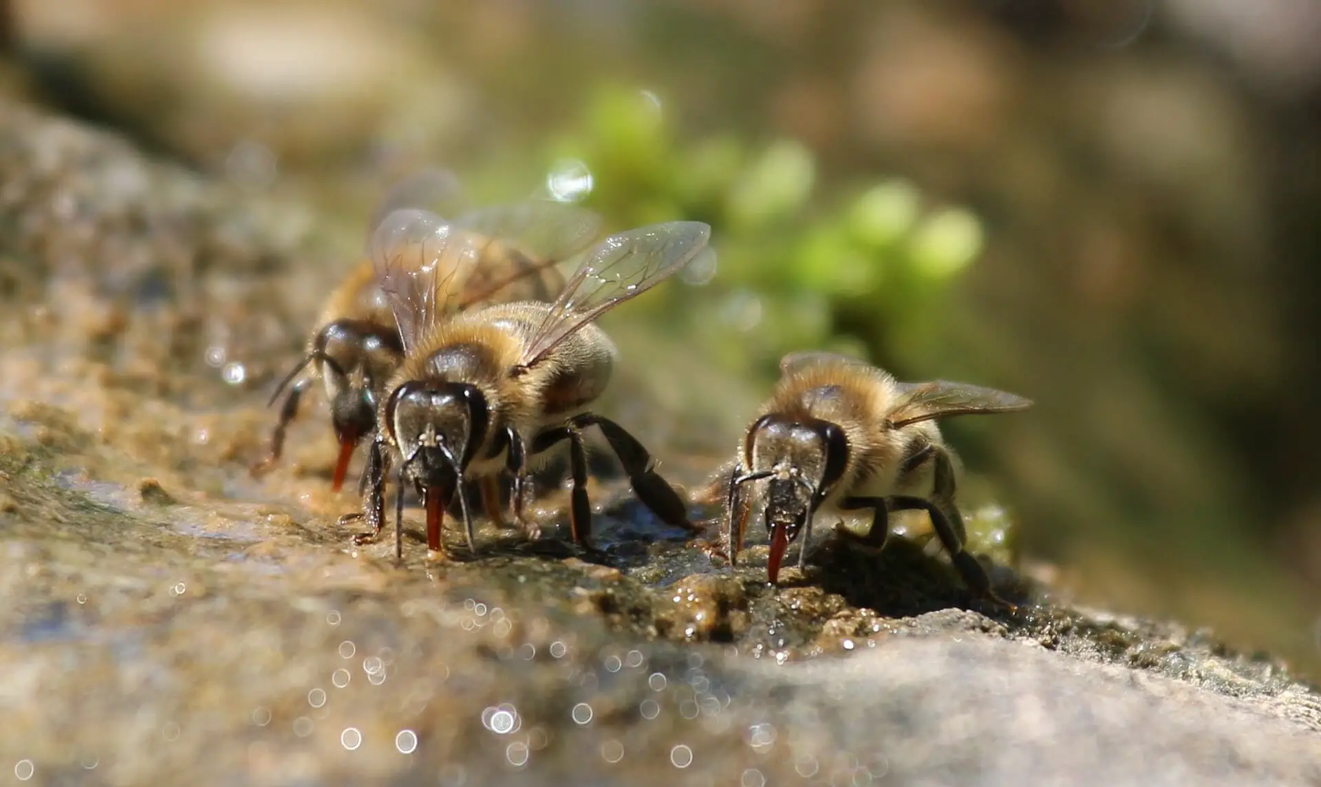 ¿Cómo Salvar Una Abeja Deshidratada? ¿cómo Salvar Una Abeja Deshidratada?