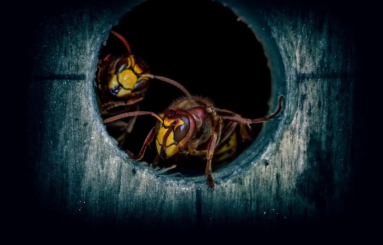 ¿Cómo Matan Las Abejas a Los Avispones? Un Rival Peligroso ¿cómo Matan Las Abejas a Los Avispones? Un Rival Peligroso
