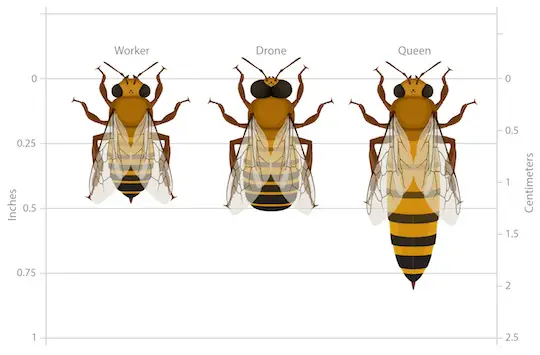 3 tipos de abejas en tamaños de colmena.