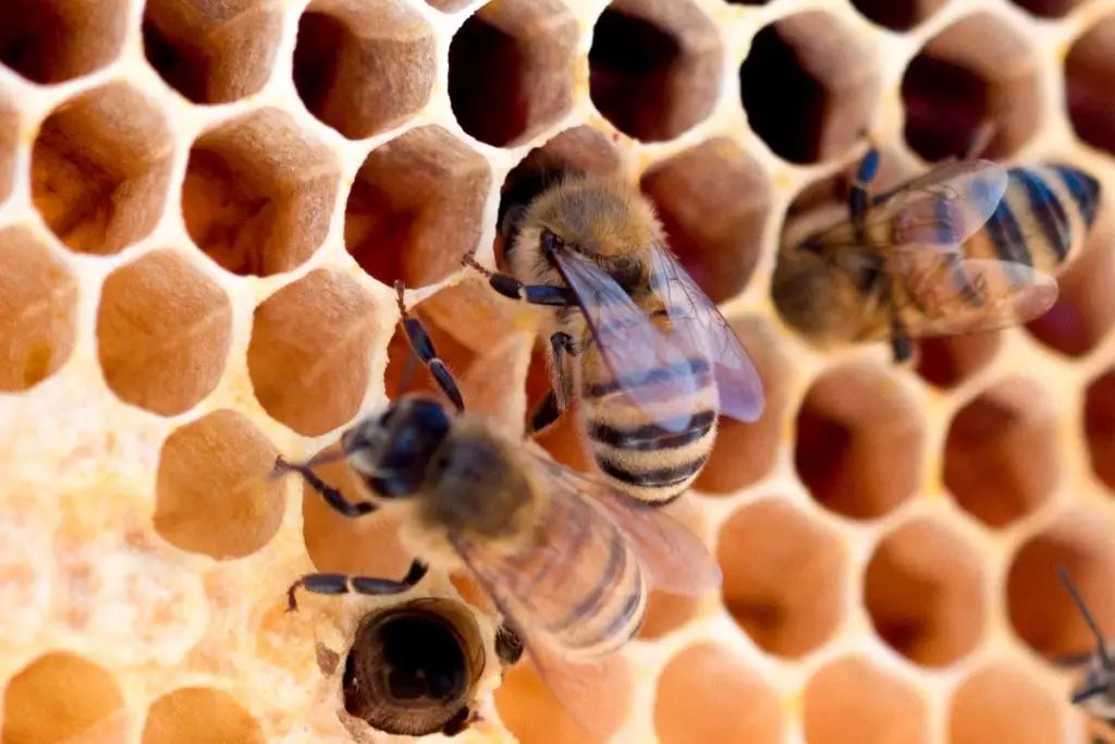 ¿Cómo hacen las abejas las colmenas?
