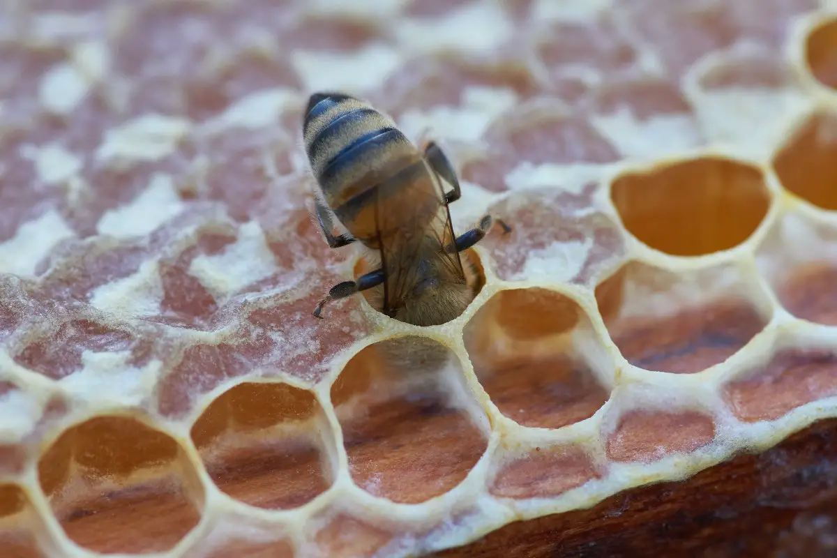 ¿Cómo Hacen Las Abejas Las Colmenas? ¿cómo Hacen Las Abejas Las Colmenas?