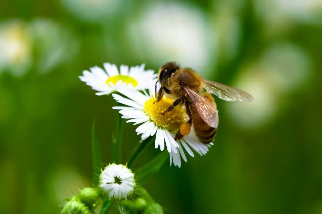 Abeja usando su probóscide para recolectar néctar de una margarita.