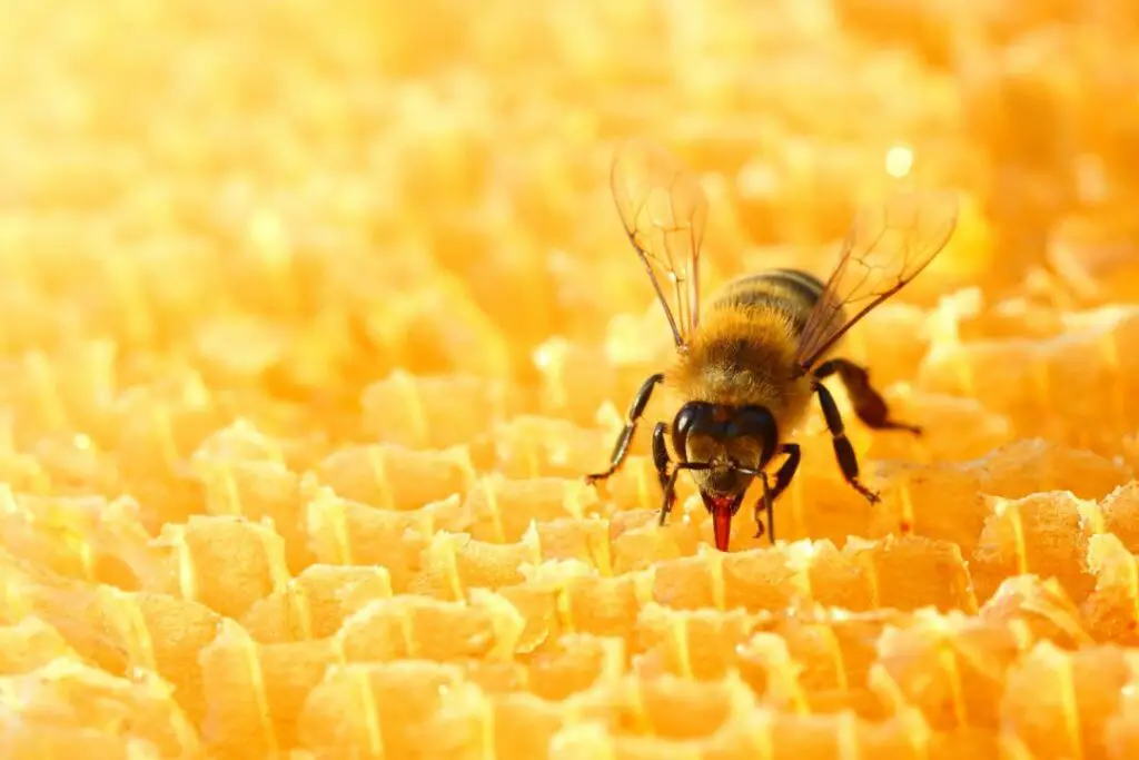 abeja sorbiendo miel del panal